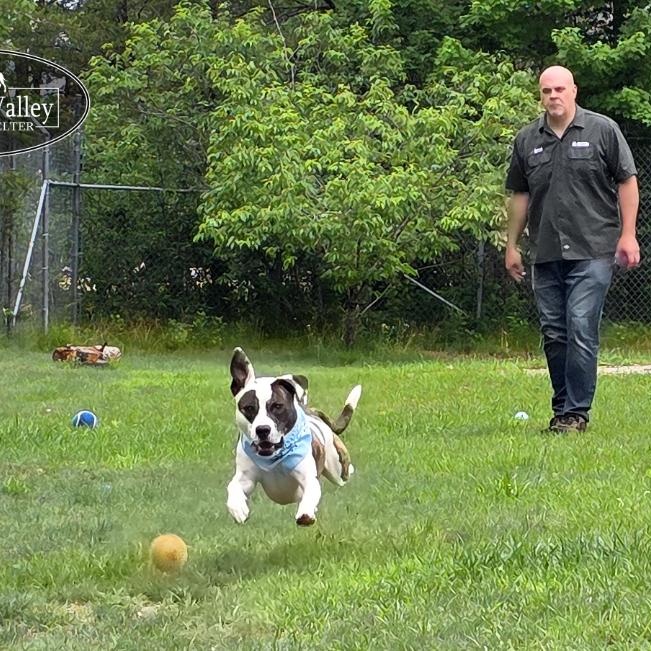 Moose, a Adoptable Mixed Breed in Grayling, MI image 4/6
