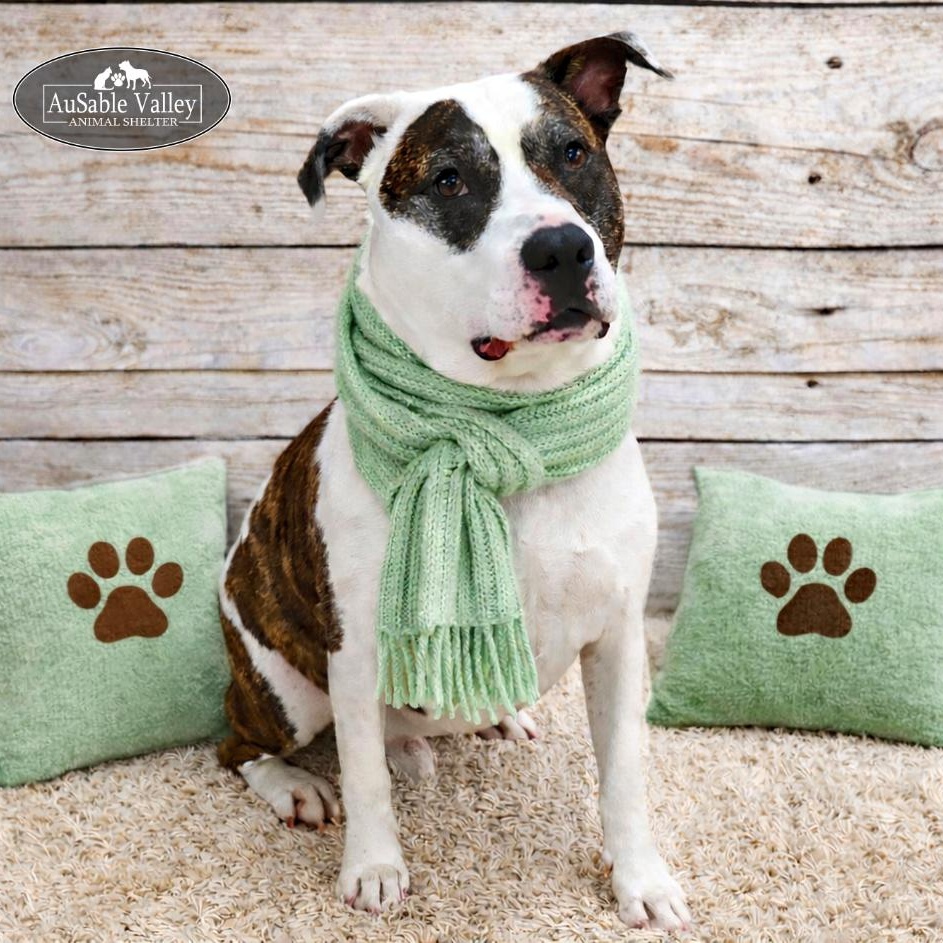 Enlarge Moose, a Adoptable Mixed Breed in Grayling, MI image 1/6