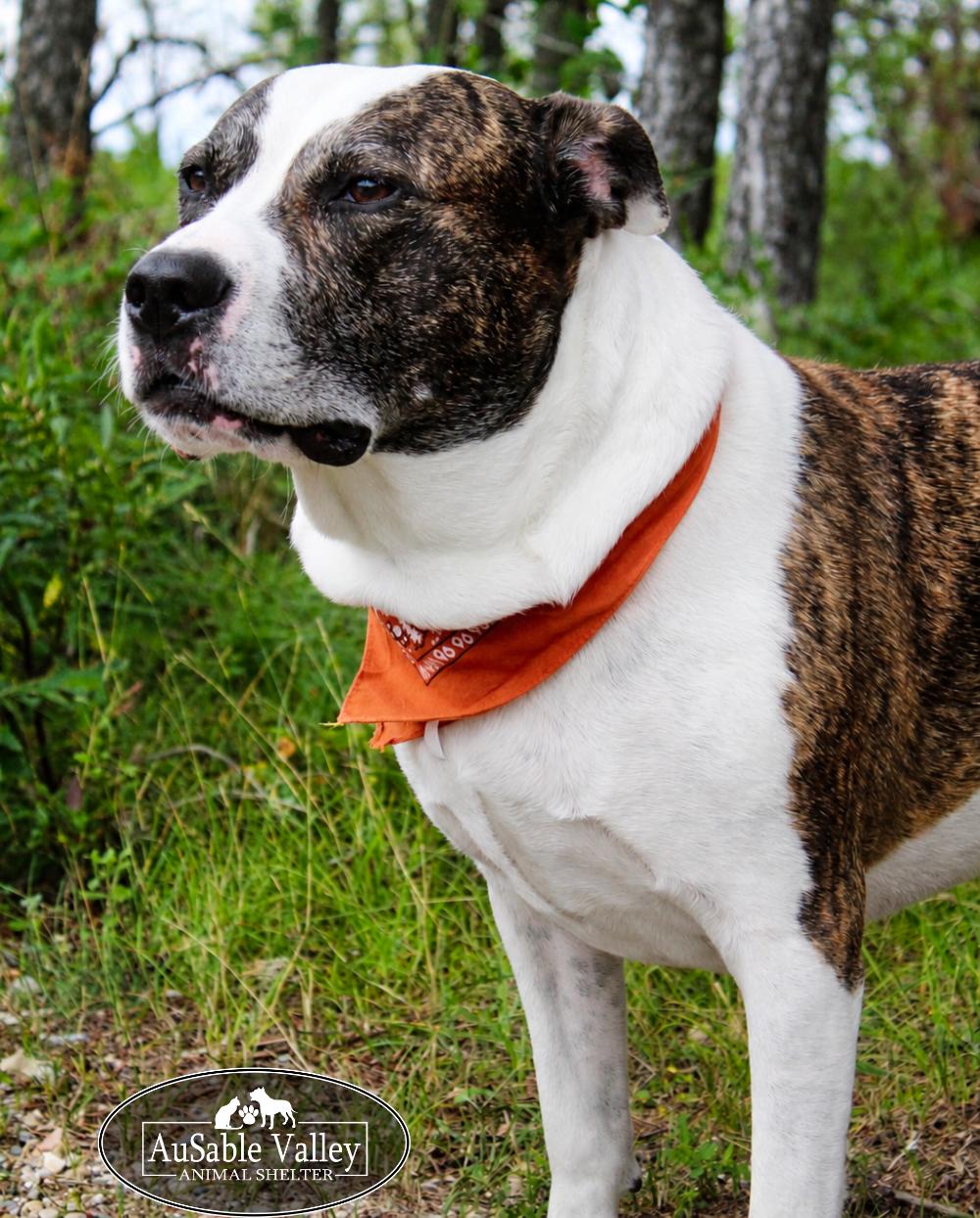 Enlarge Moose, an adoptable Mixed Breed in Grayling, MI image 5/6