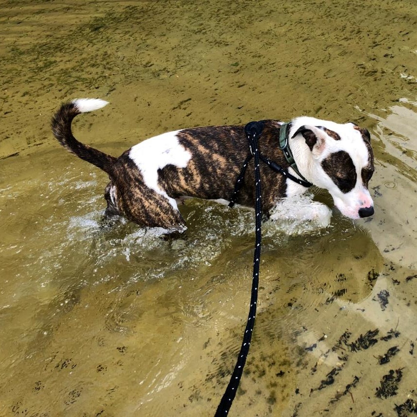 Moose, an adoptable Mixed Breed in Grayling, MI, 49738 | Photo Image 5