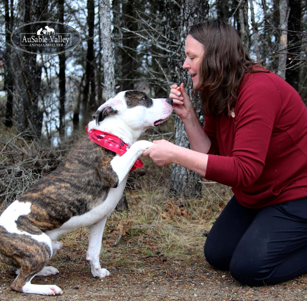 Enlarge Moose, a Adoptable Mixed Breed in Grayling, MI image 6/6