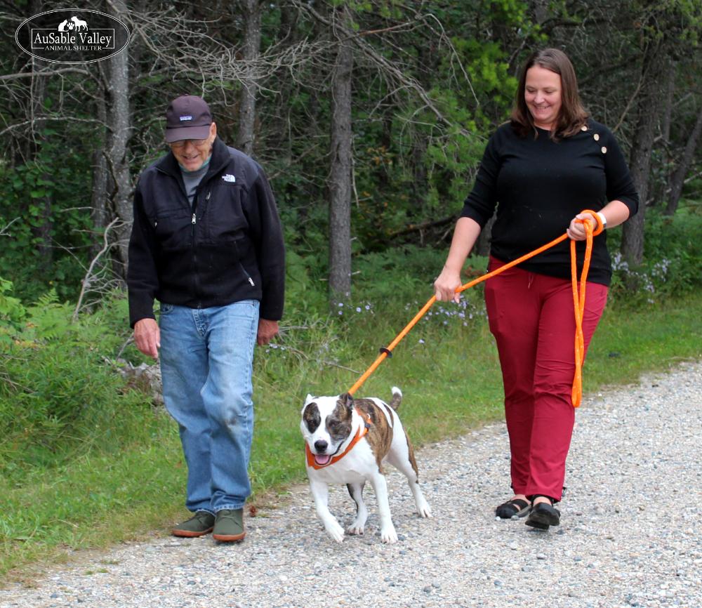Enlarge Moose, an adoptable Mixed Breed in Grayling, MI image 3/6