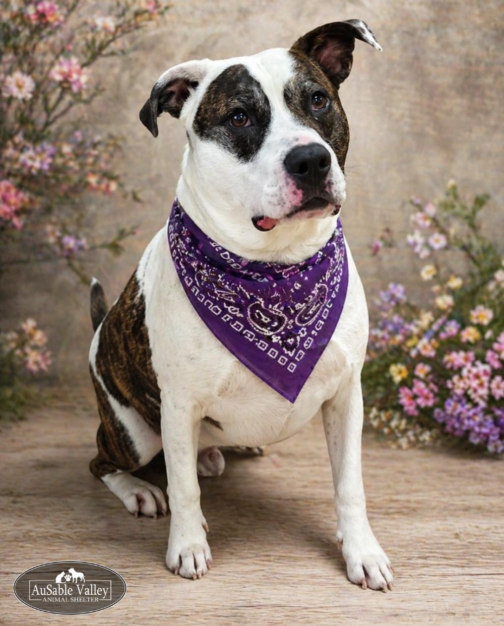 Moose, Adoptable, Adult Male Mixed Breed.