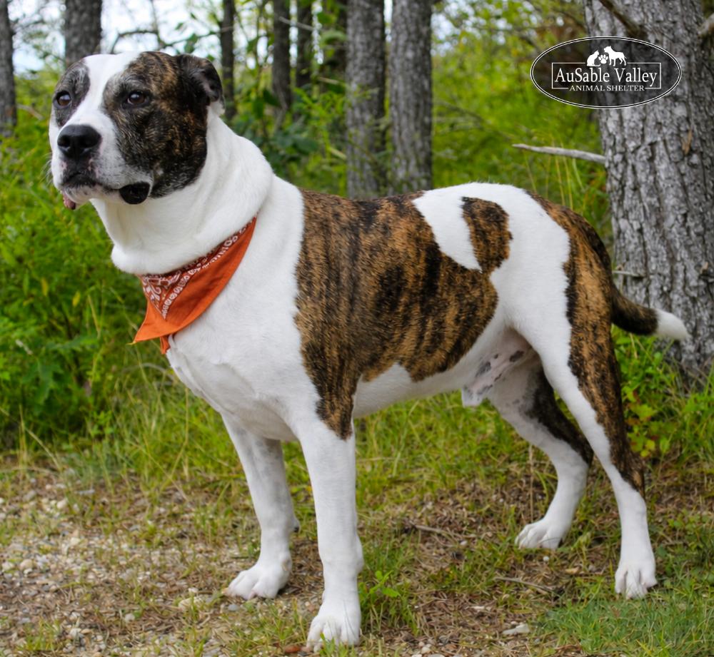 Enlarge Moose, an adoptable Mixed Breed in Grayling, MI image 1/6
