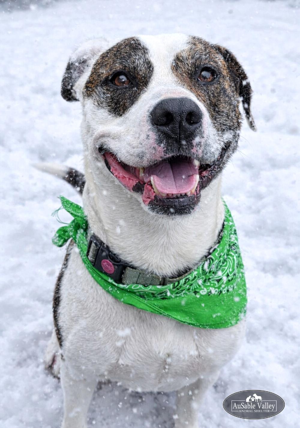 Enlarge Moose, a Adoptable Mixed Breed in Grayling, MI image 2/6