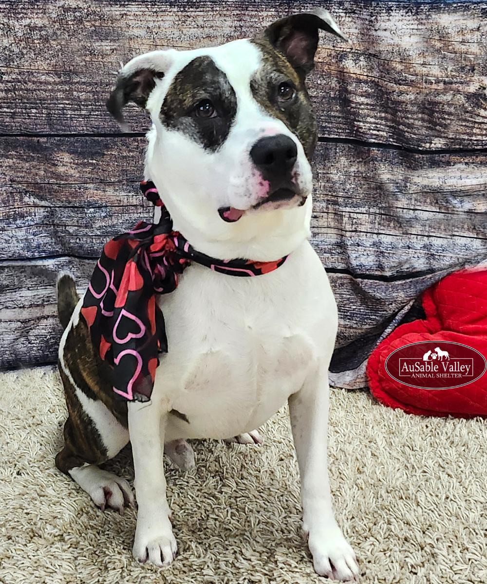 Enlarge Moose, a Adoptable Mixed Breed in Grayling, MI image 1/6