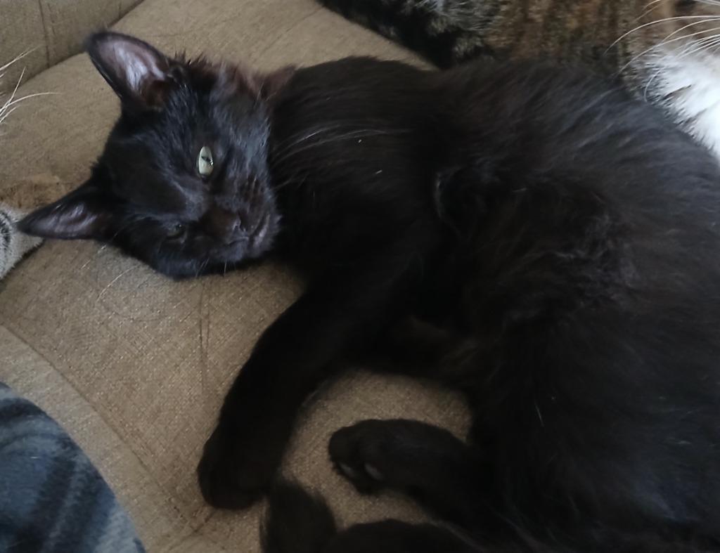 Enlarge Wilson, a Adoptable American Shorthair in HUNTINGTON BEACH, CA image 1/1