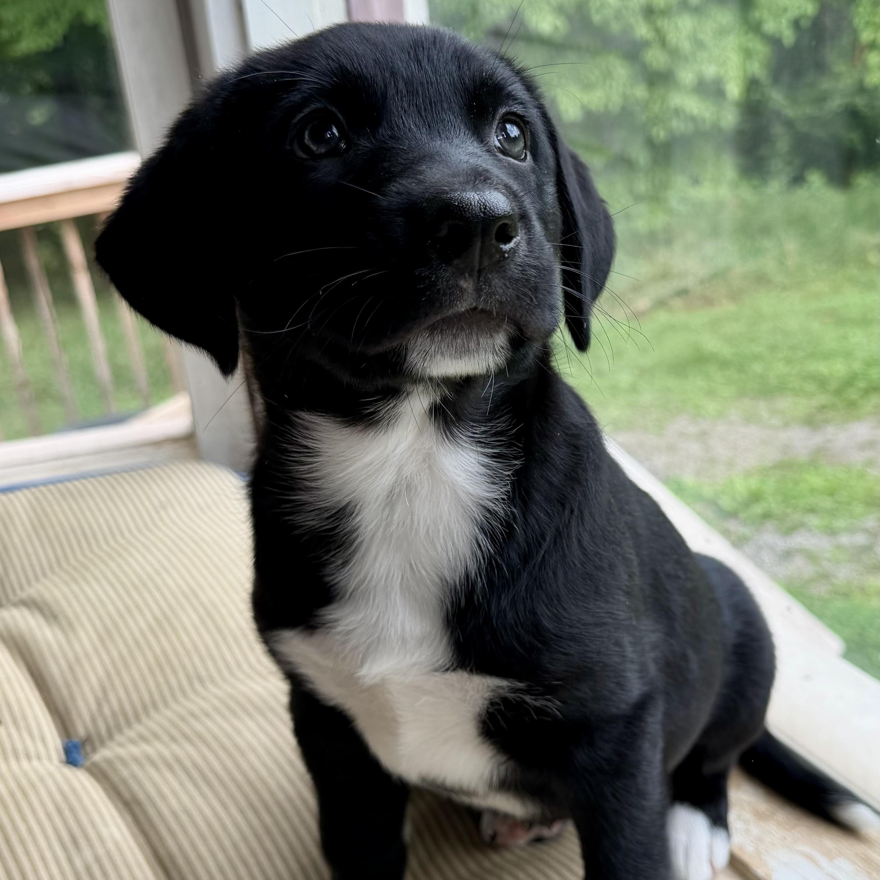Mocha 'Bloomer', adoptable, Puppy Female Labrador Retriever.