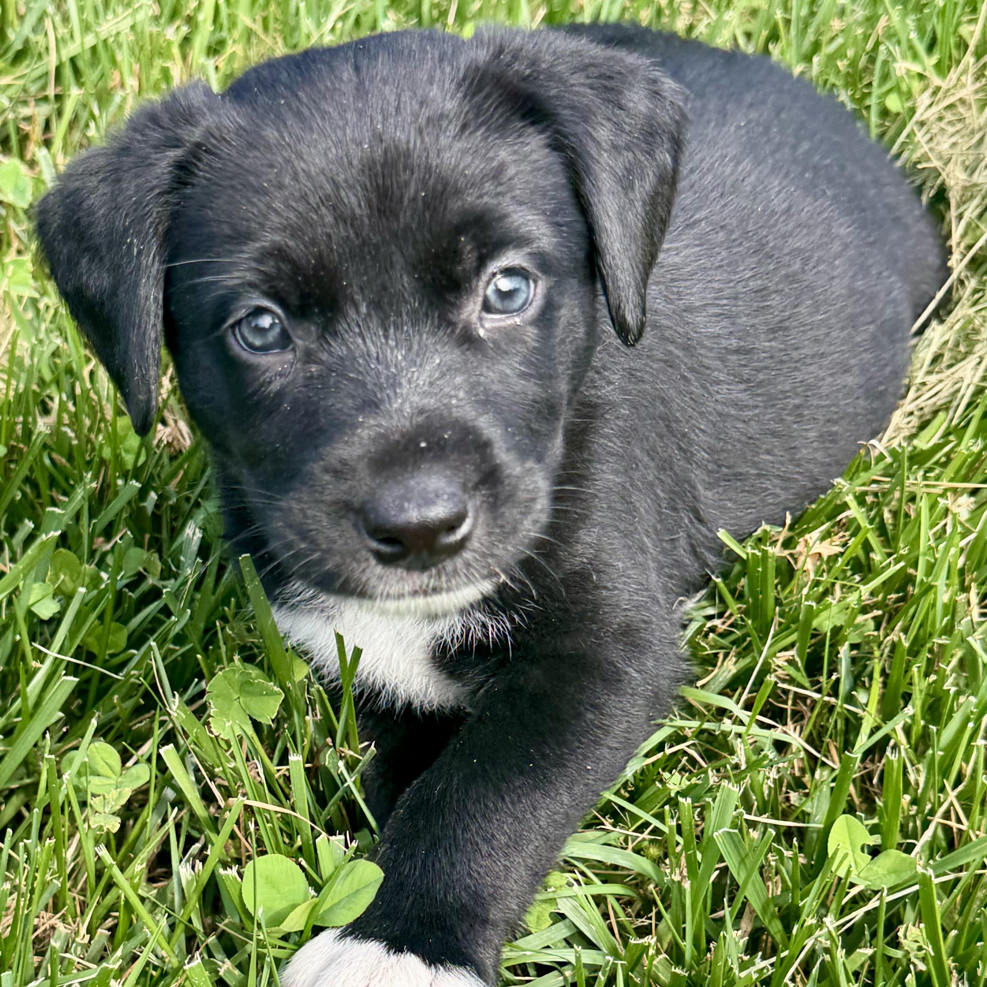 Mocha 'Bloomer', an adoptable mixed breed in Thompson's Station, TN image 1/2