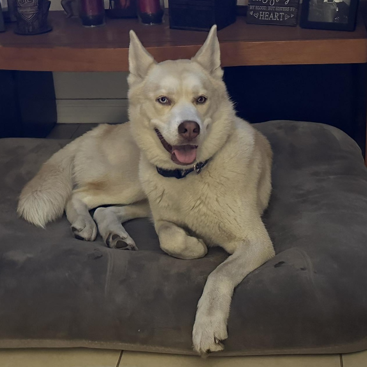 Lucy, ADOPTABLE, Adult Female Husky.