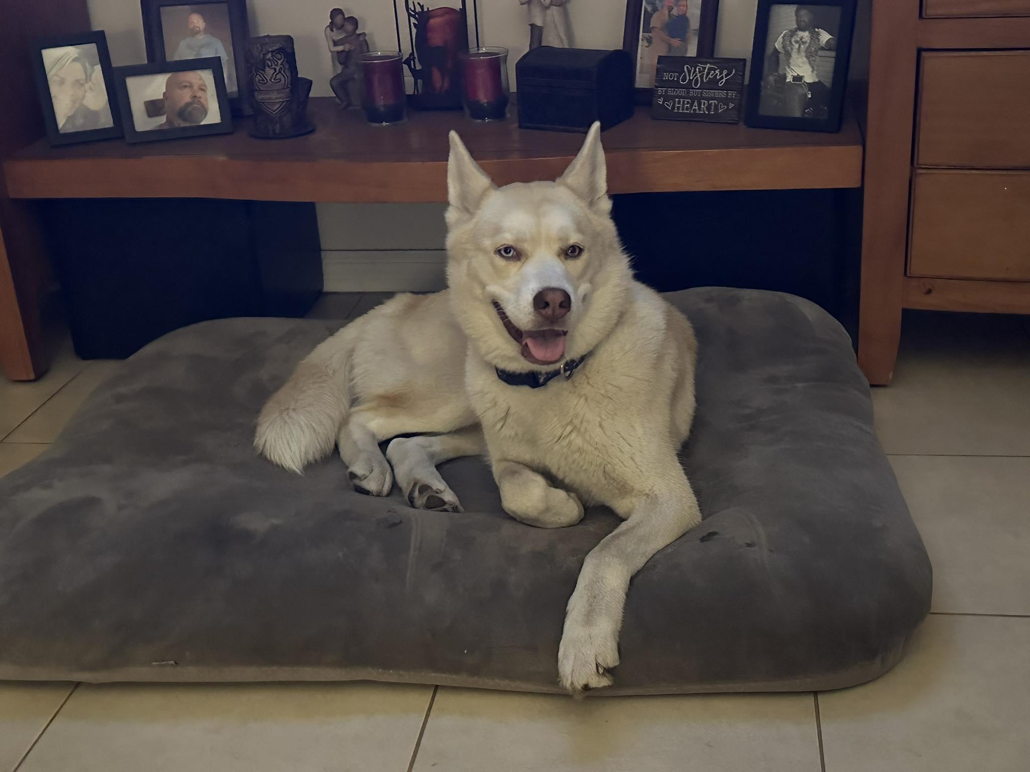 Enlarge Lucy, a ADOPTABLE mixed breed in New Smyrna Beach, FL image 3/3