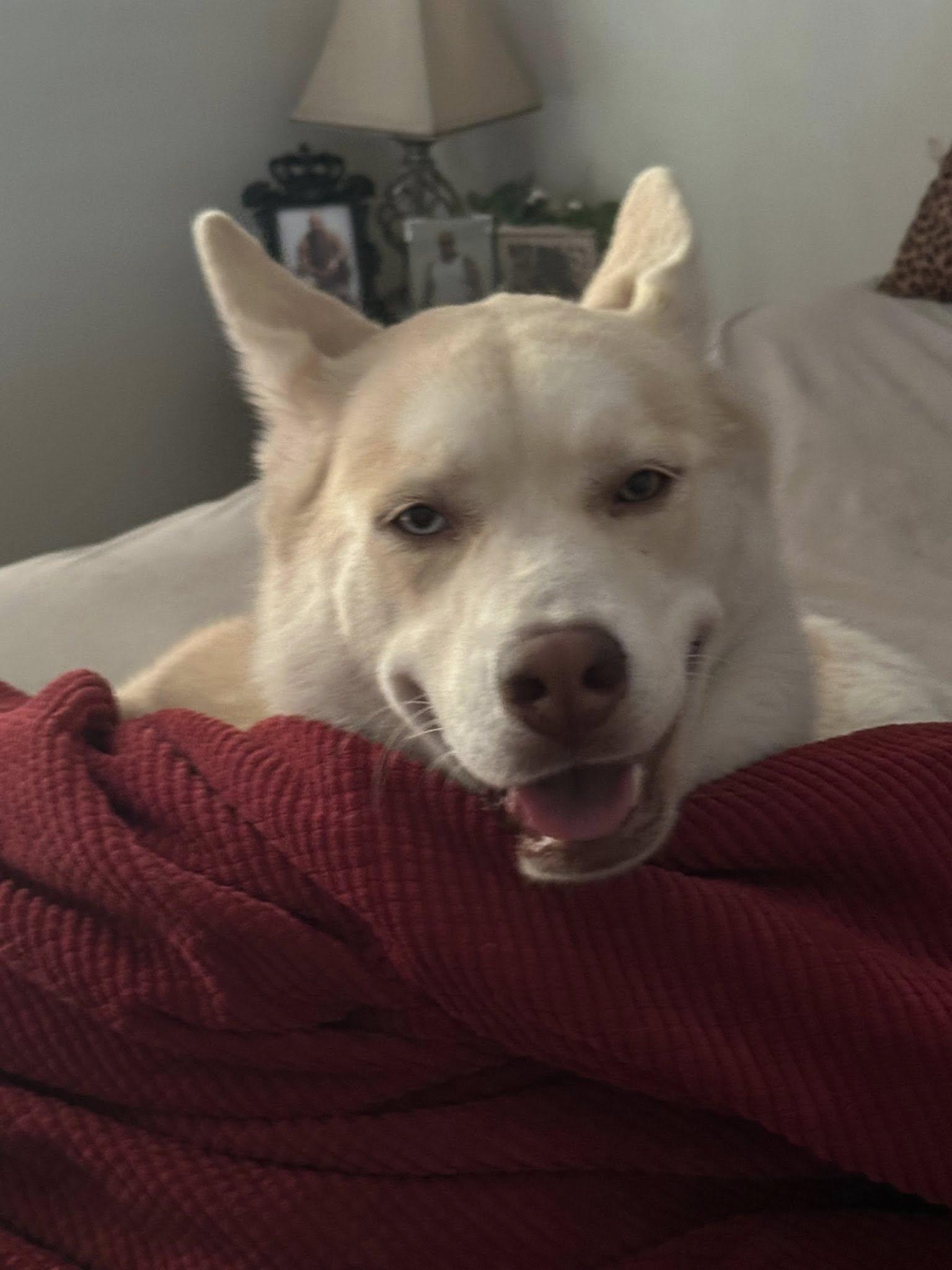 Enlarge Lucy, a ADOPTABLE mixed breed in New Smyrna Beach, FL image 2/3