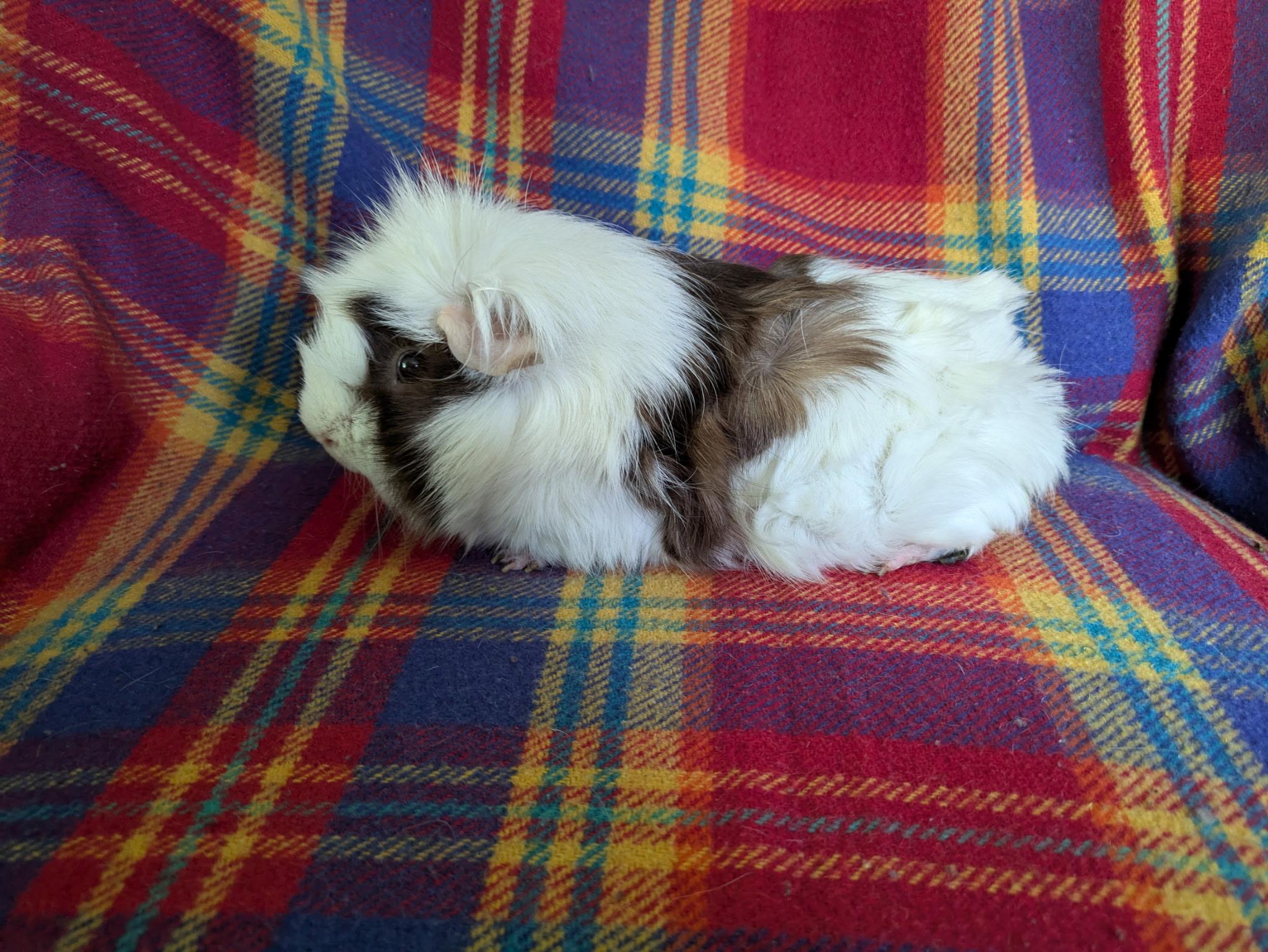 Enlarge Rosie & Lily, a ADOPTABLE mixed breed in Grand Rapids, MI image 3/4