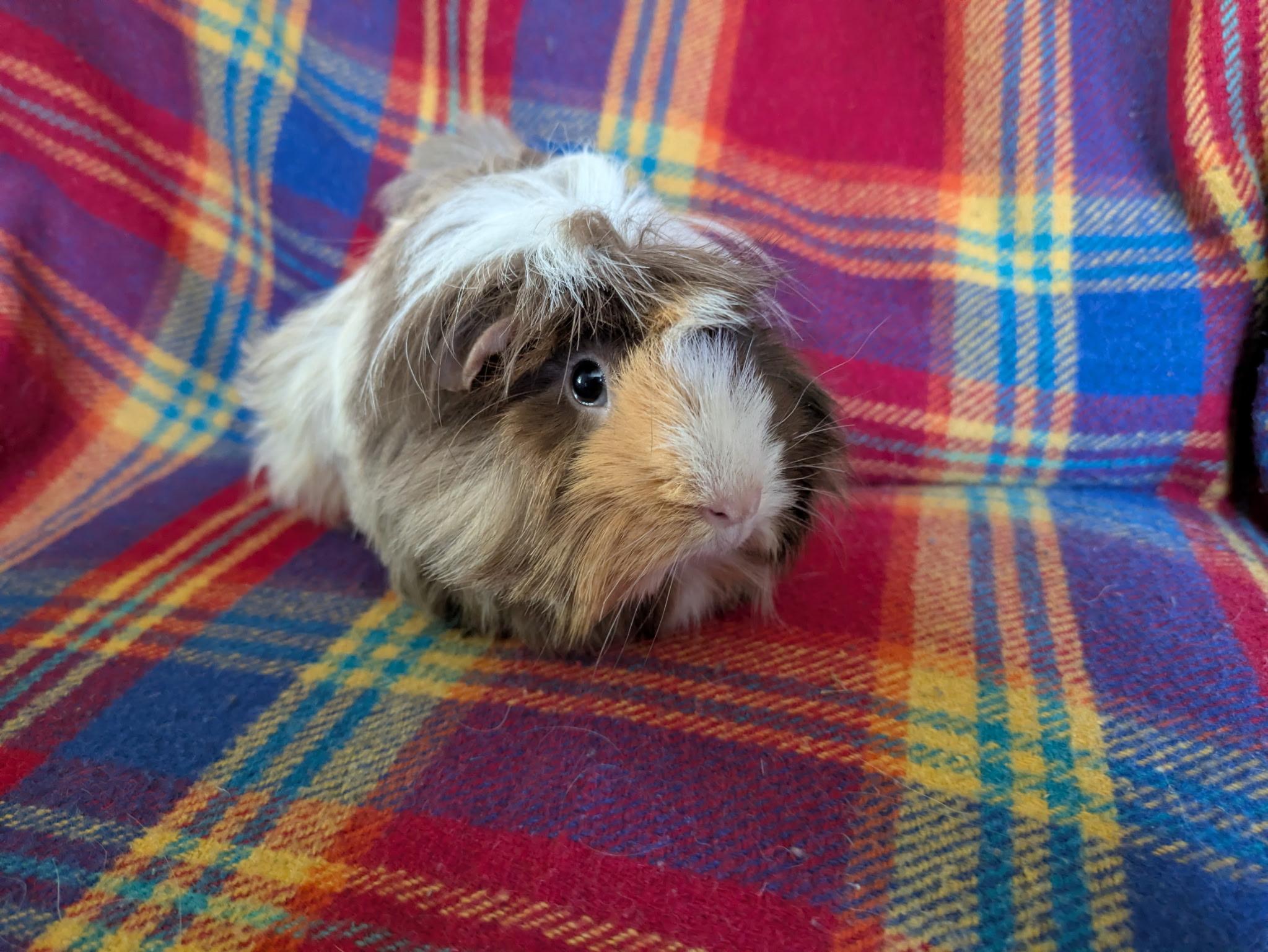 Rosie & Lily, ADOPTABLE, Adult Female Guinea Pig.