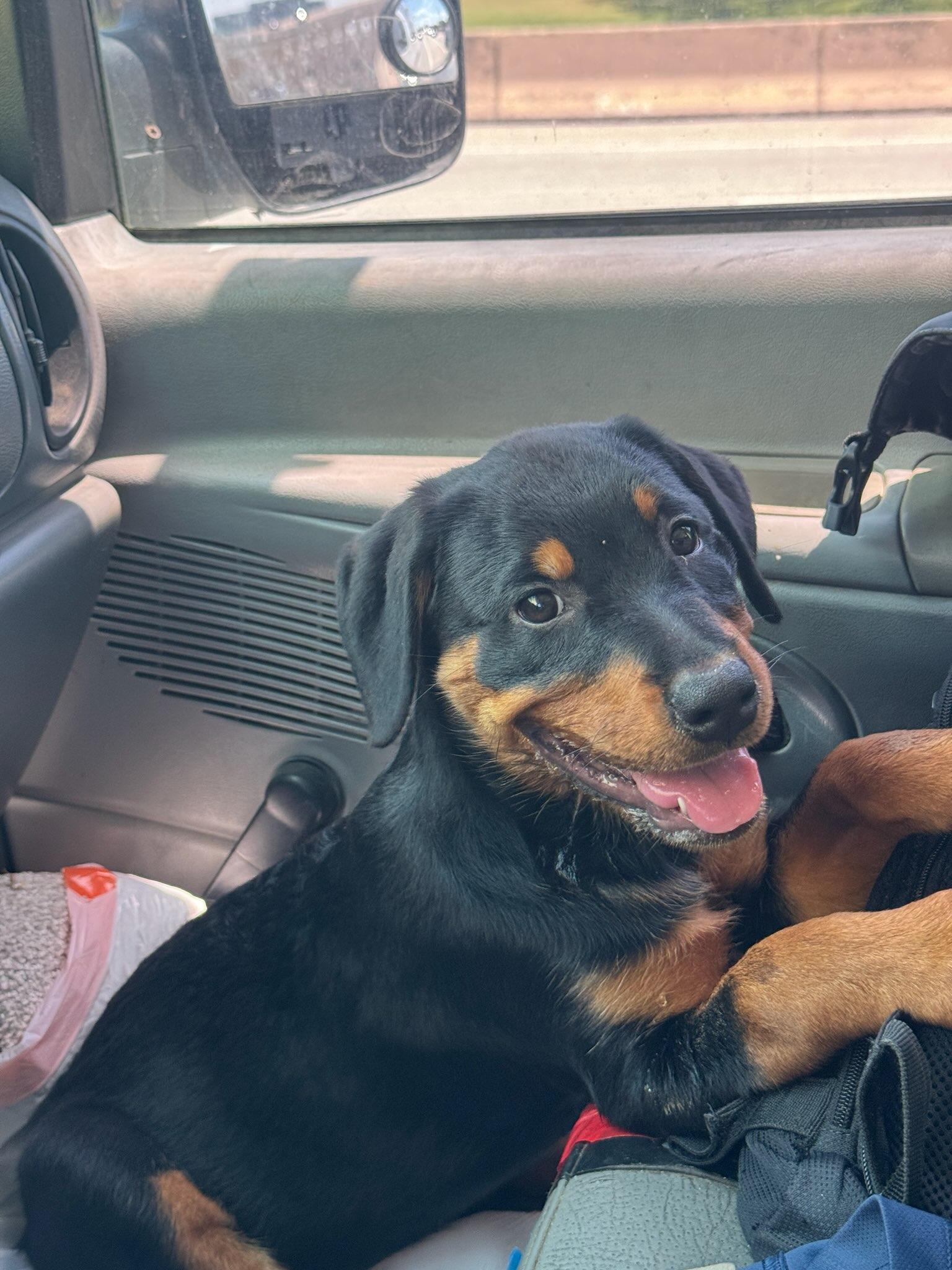 Enlarge Raven, a Adoptable mixed breed in Plano, TX image 1/1