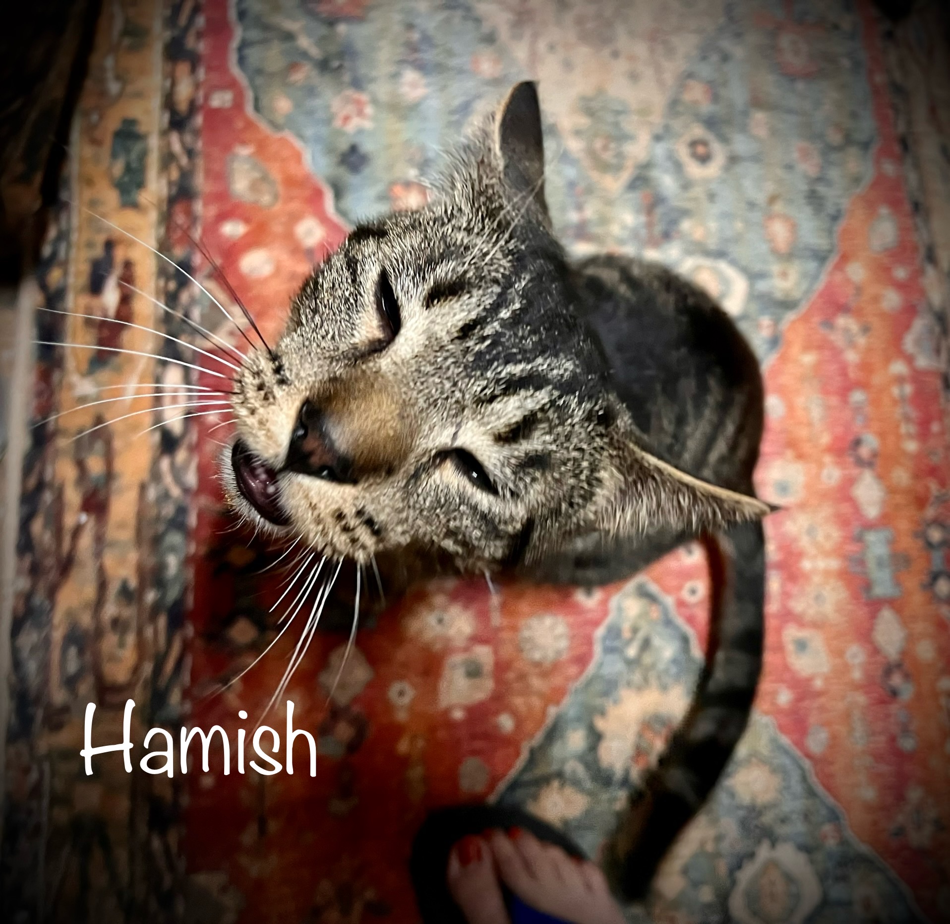 Hamish