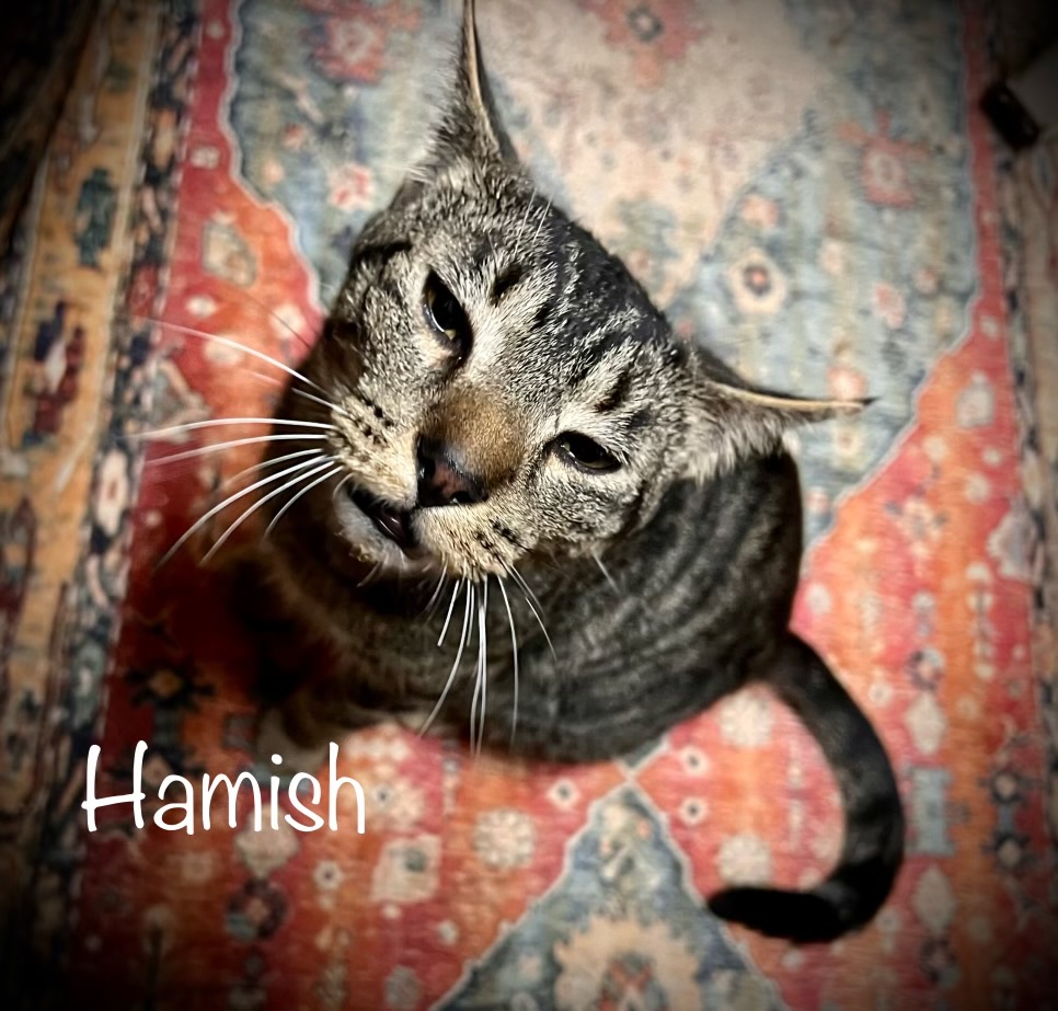 Hamish