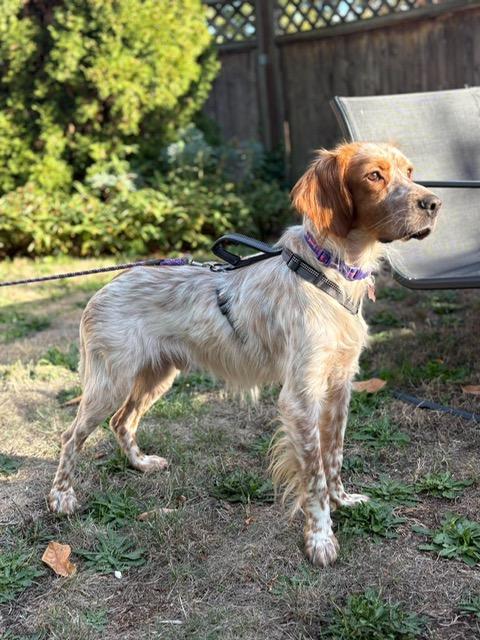 Enlarge Kingston, a Adoptable Setter in Seattle, WA image 3/6