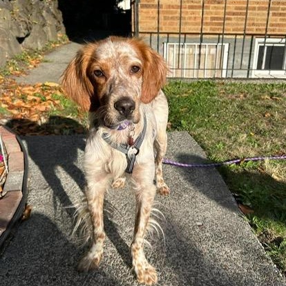 Enlarge Kingston, a Adoptable Setter in Seattle, WA image 6/6