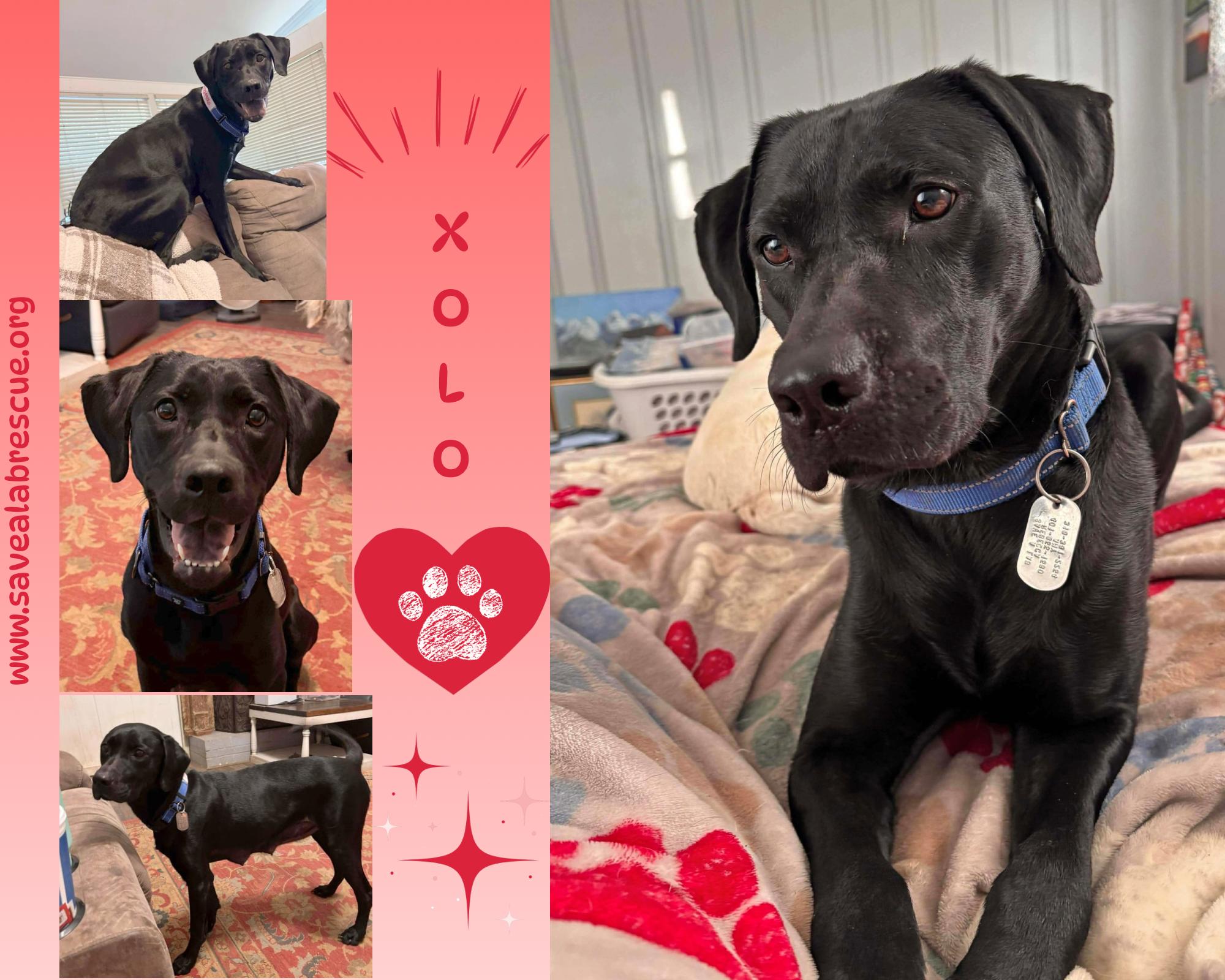 Enlarge Xolo, a ADOPTABLE mixed breed in Newport, RI image 1/1