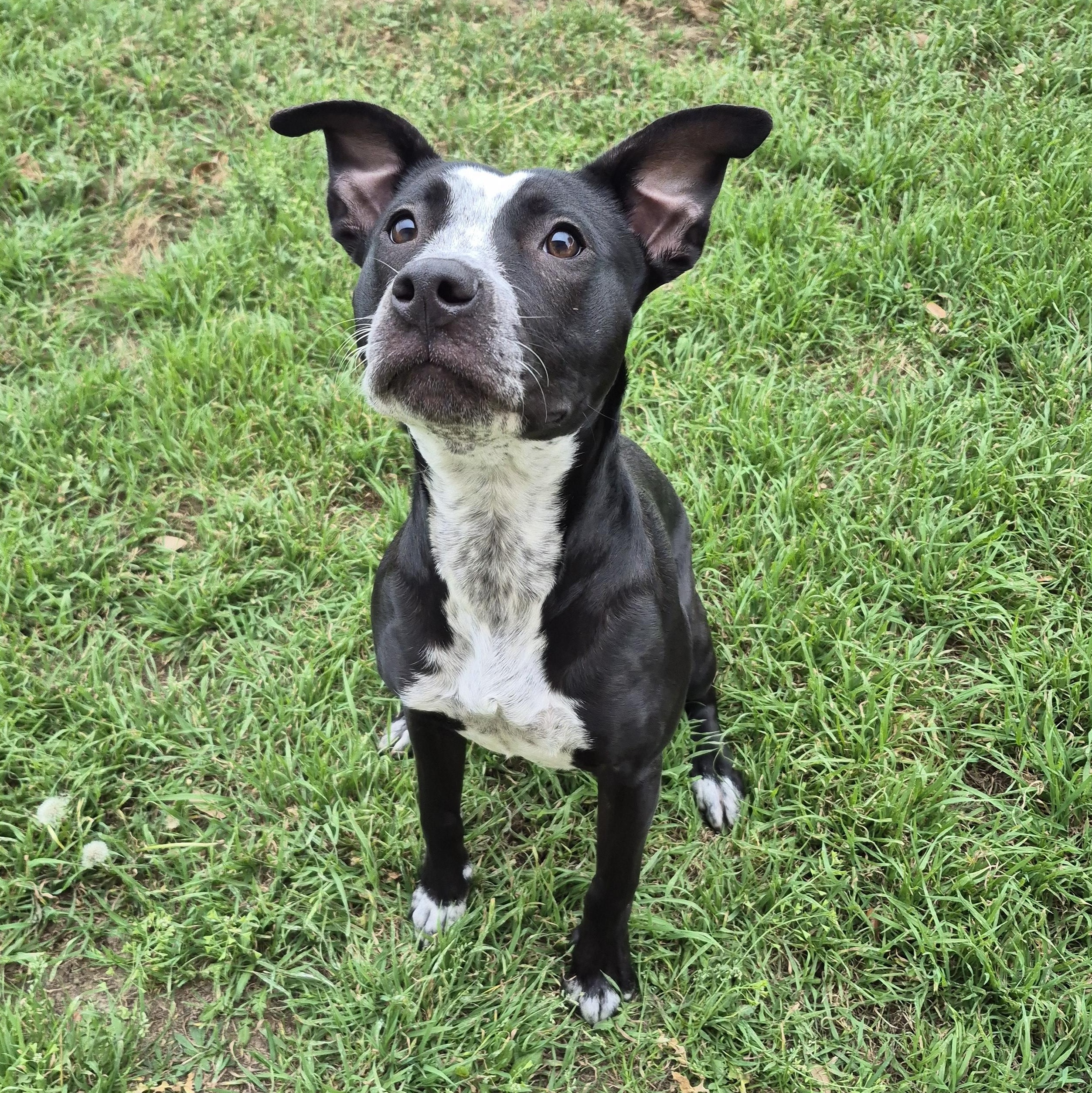 Salsa Verde, adopted, Adult Female Mixed Breed.