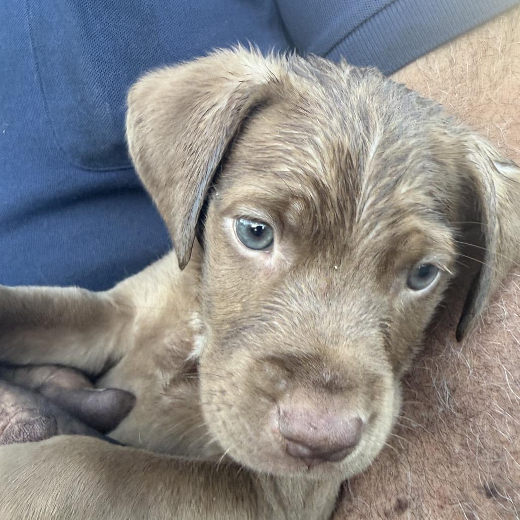 Kyle, Adoptable, Puppy Male Chocolate Labrador Retriever & Siberian Husky.