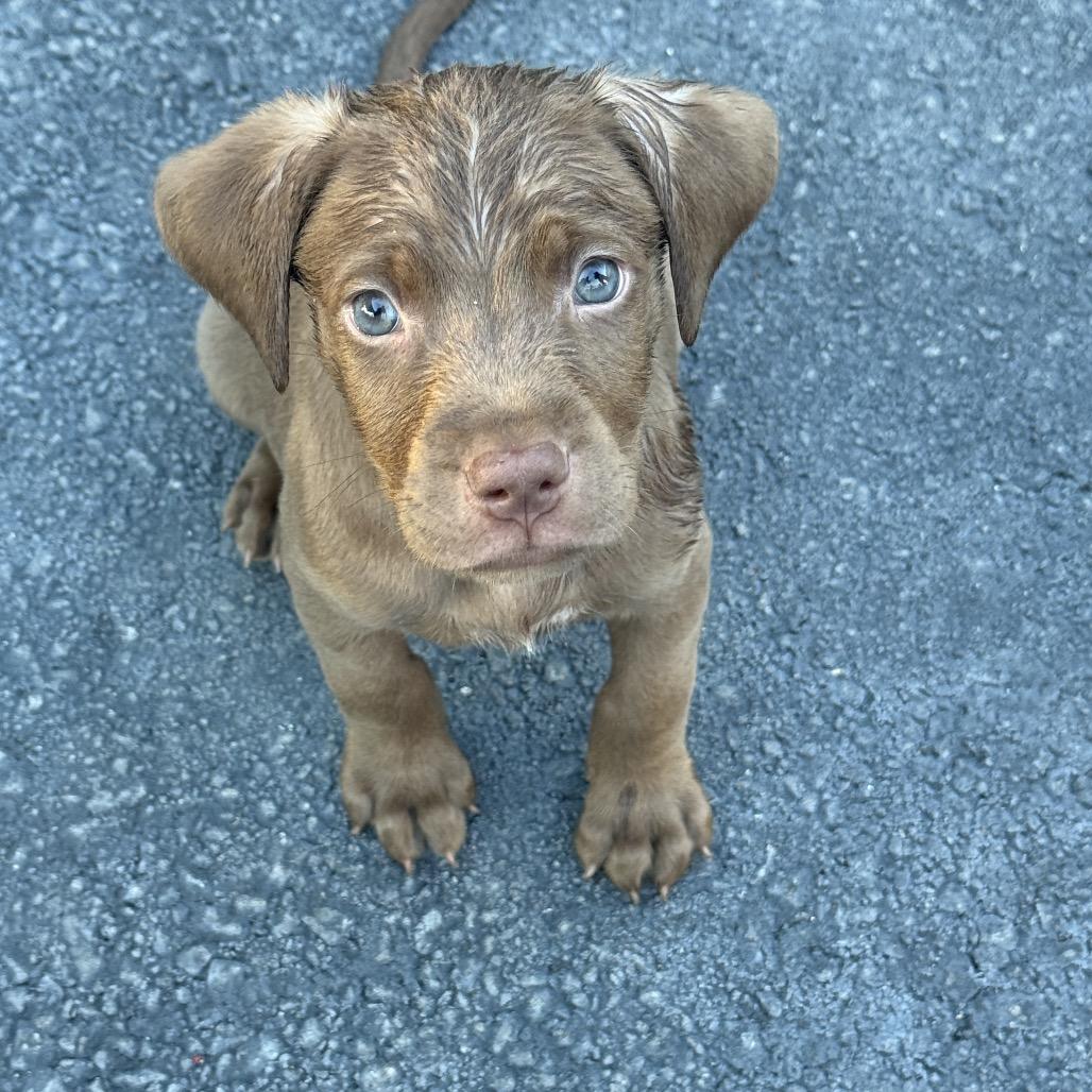 Enlarge Kyle, a Adoptable mixed breed in Long Beach, CA image 5/5