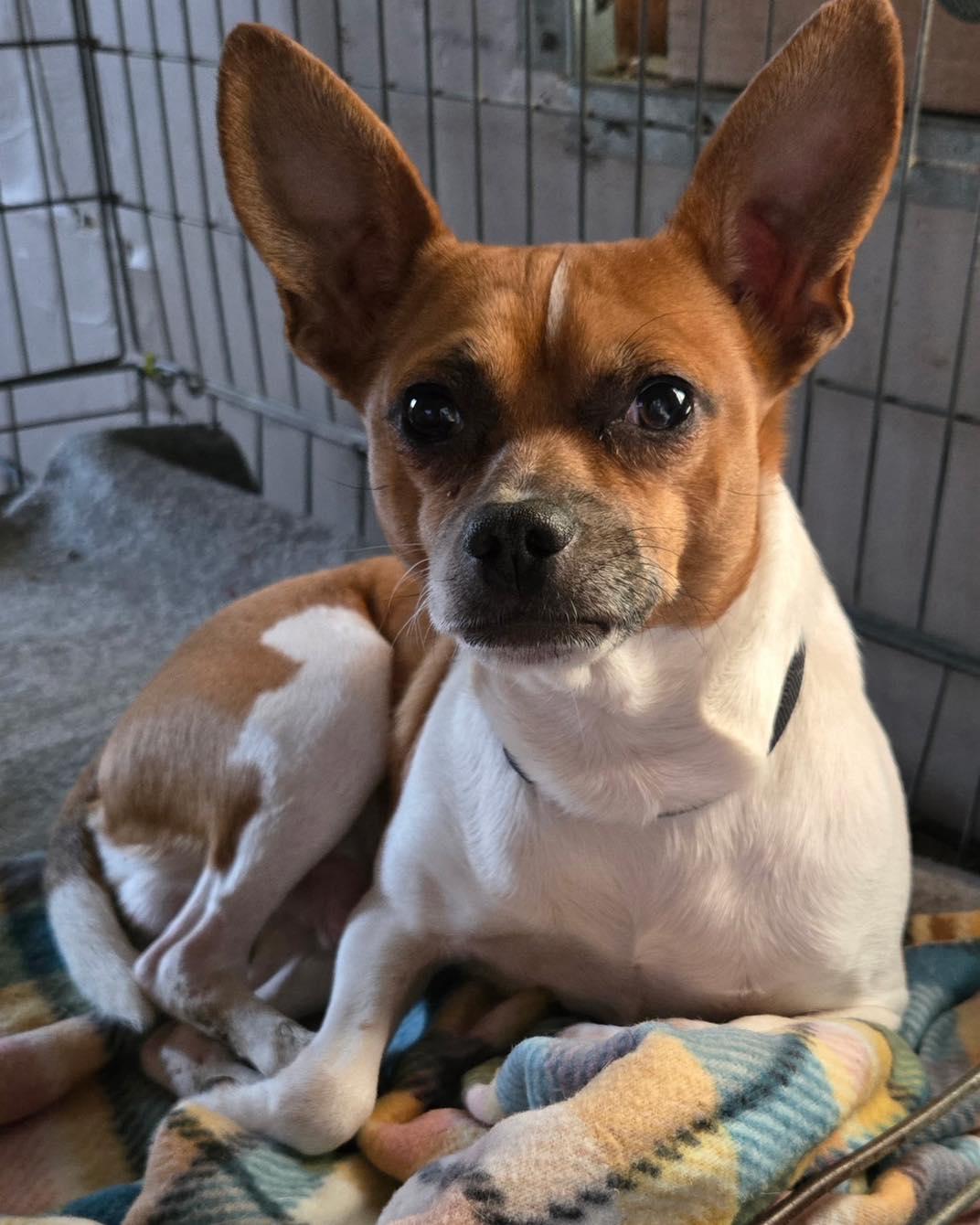 Enlarge JoJo, a ADOPTABLE mixed breed in Winsted, CT image 1/1