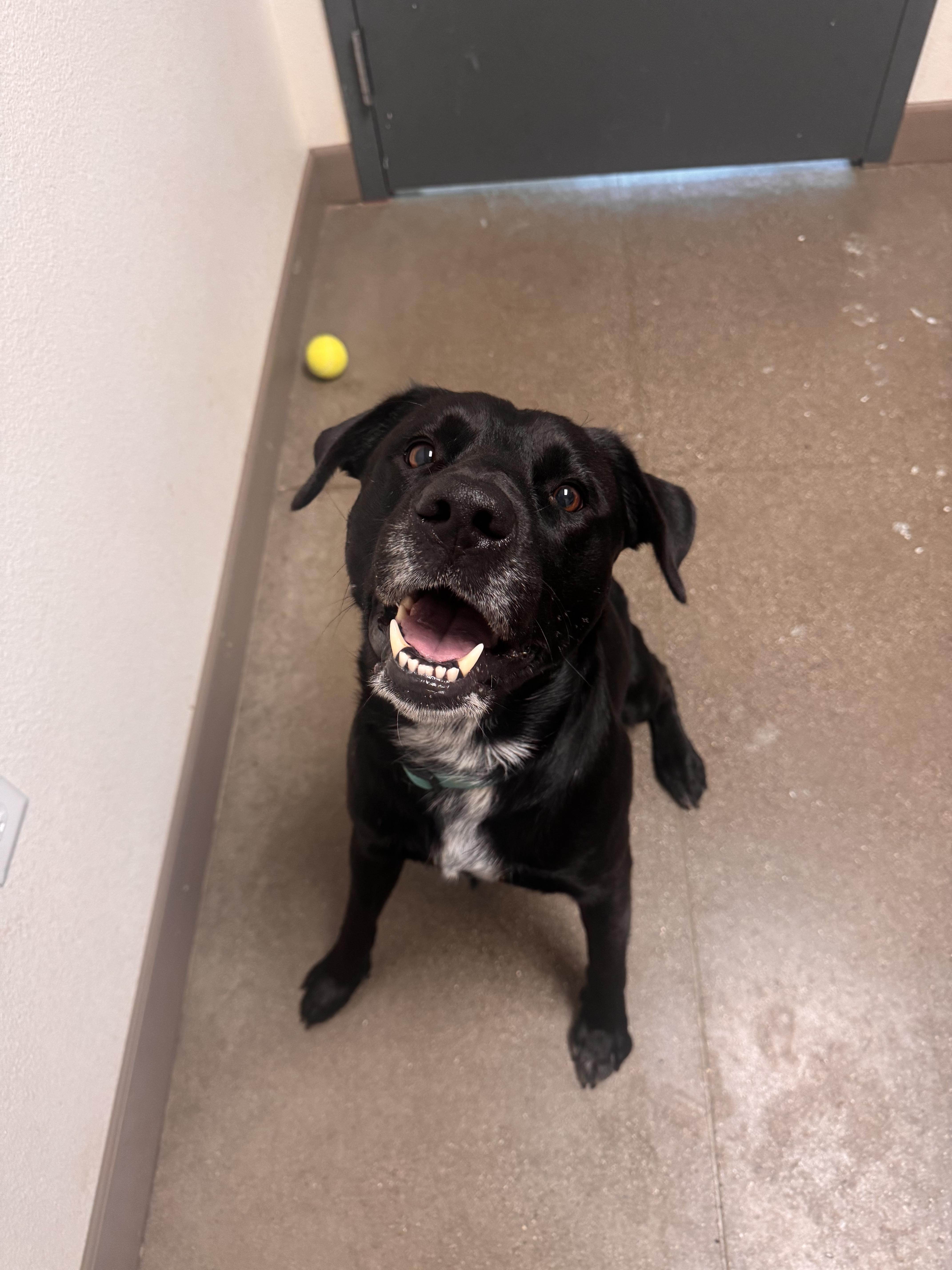 Teddy - Adoption fee fully sponsored in memory of Edward Warren Hudson, who deeply loved dogs., Adoptable, Adult Male Labrador Retriever.