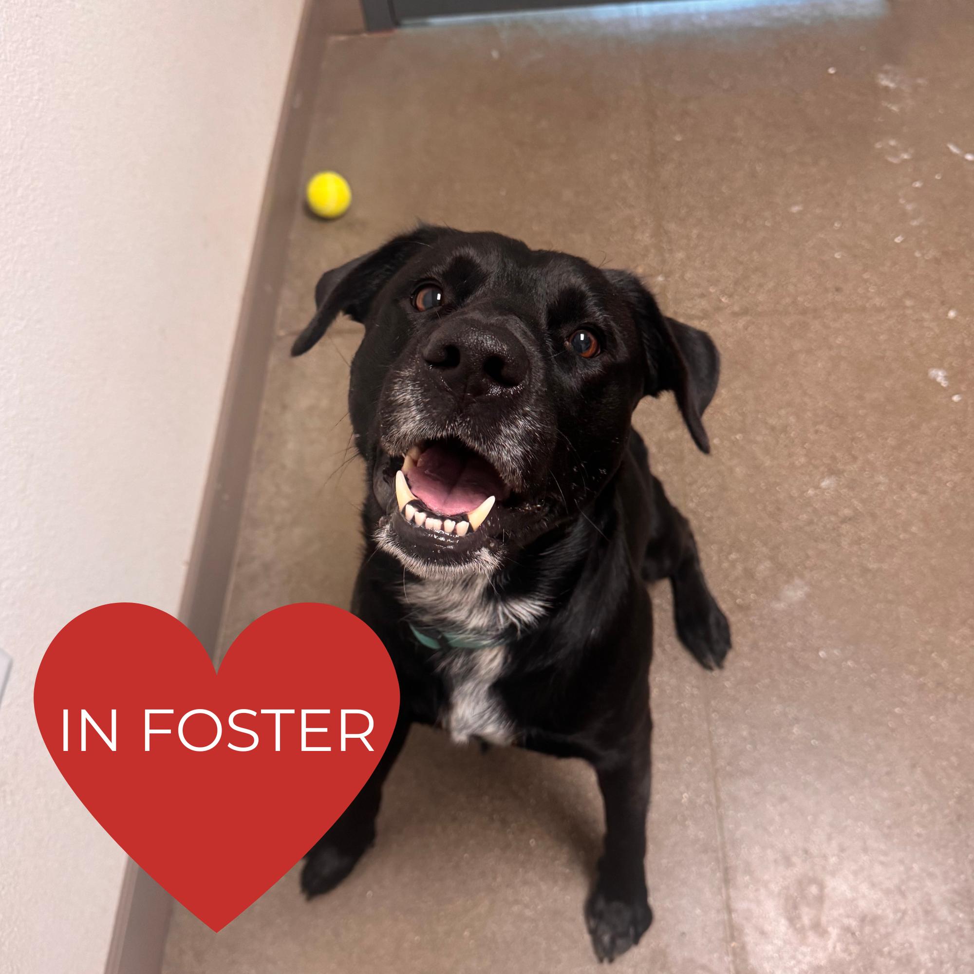 Teddy - Adoption fee fully sponsored in memory of Edward Warren Hudson, who deeply loved dogs., a Adoptable mixed breed in Chico, CA image 2/2