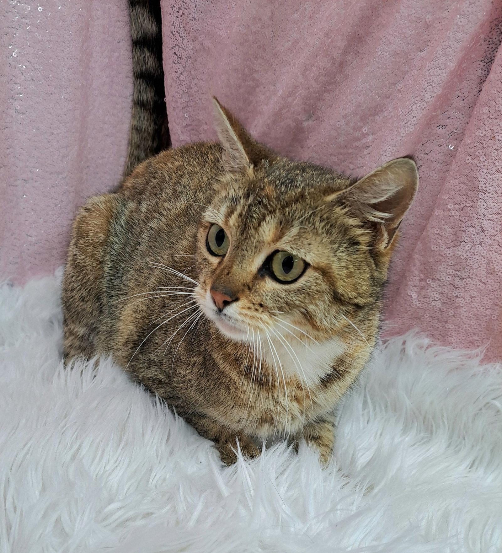 Demi (Bio ✅), Adoptable, Adult Female Domestic Short Hair.