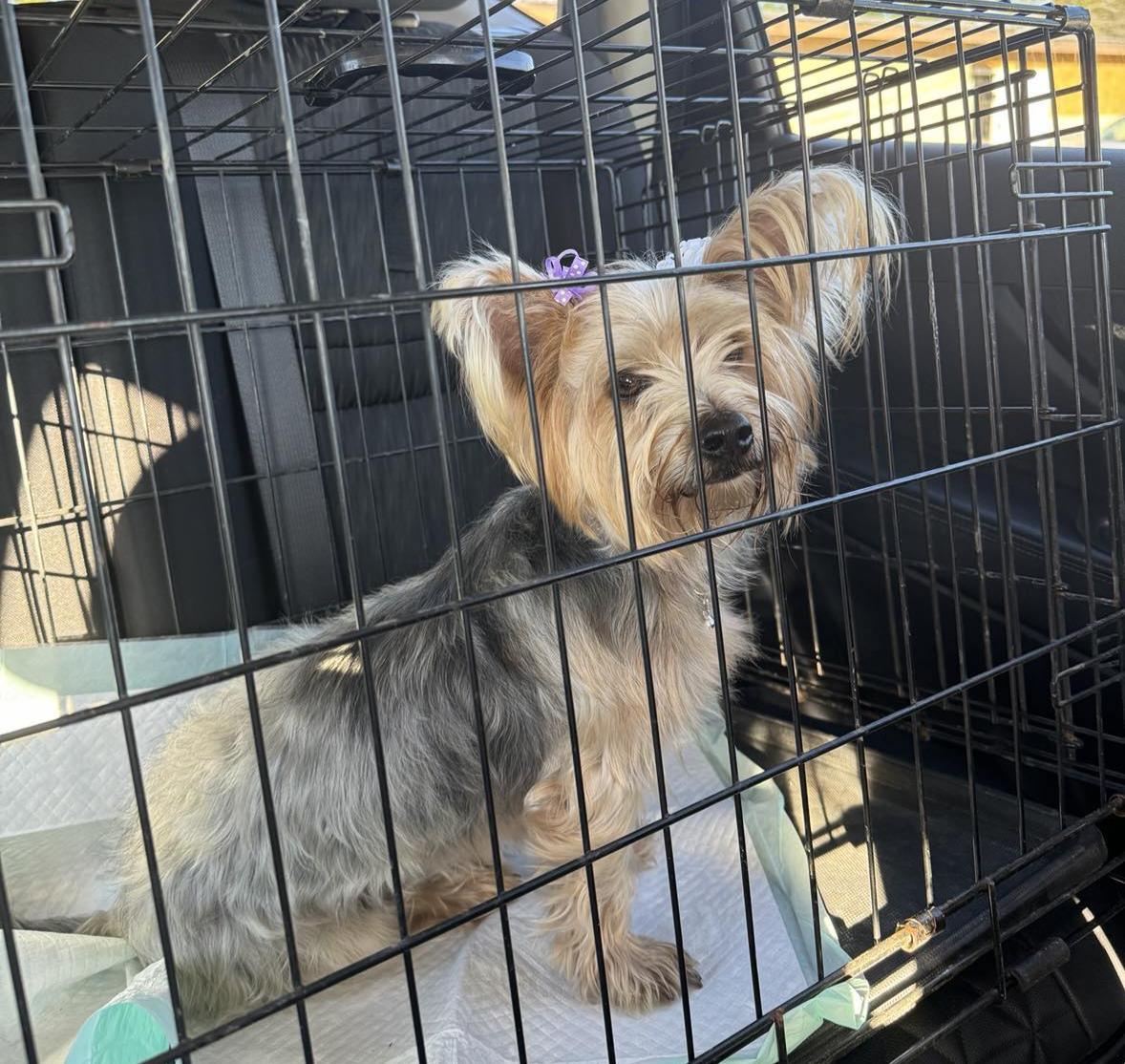 Amelia, Adopted, Adult Female Yorkshire Terrier.