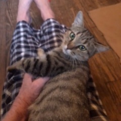 Mama Mia, a Adopted Domestic Short Hair in Charlotte, NC image 1/3