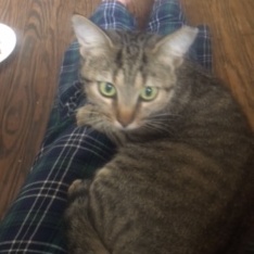 Mama Mia, a Adopted Domestic Short Hair in Charlotte, NC image 2/3