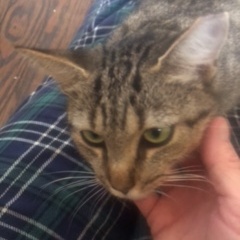 Mama Mia, a Adopted Domestic Short Hair in Charlotte, NC image 3/3