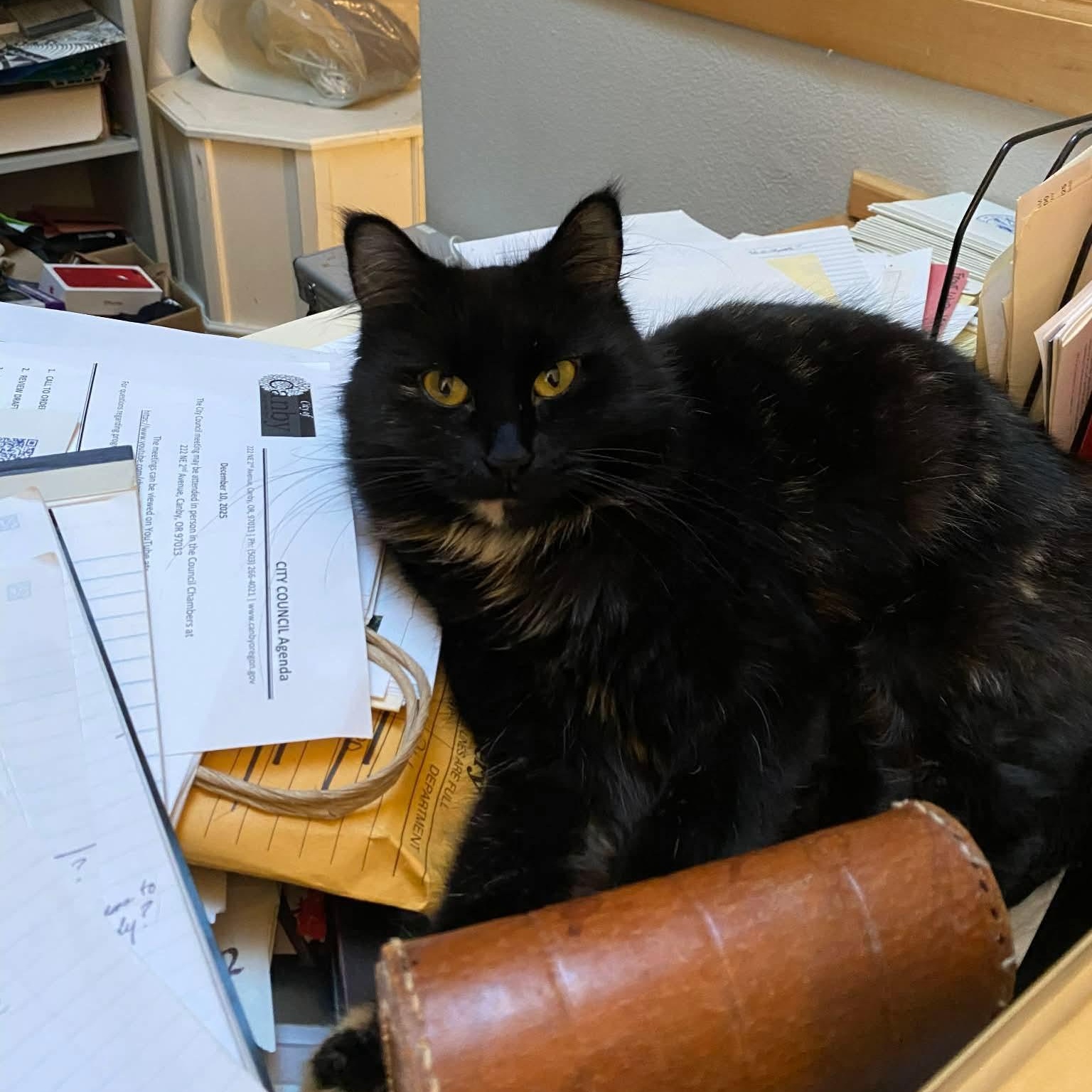 Enlarge Rosita, a Adoptable mixed breed in Gladstone, OR image 3/5