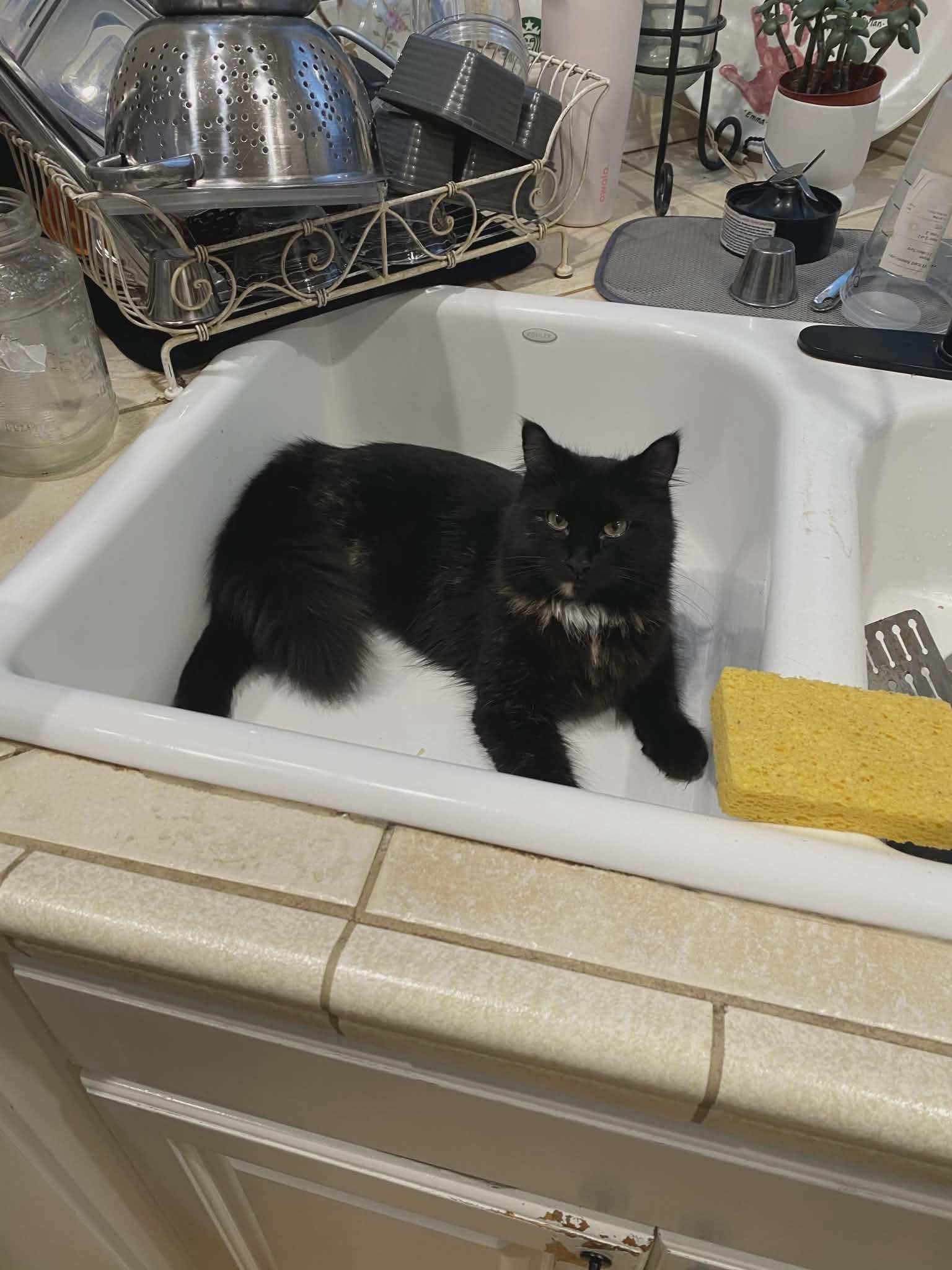 Rosita, Adoptable, Adult Female Tortoiseshell & Domestic Long Hair.