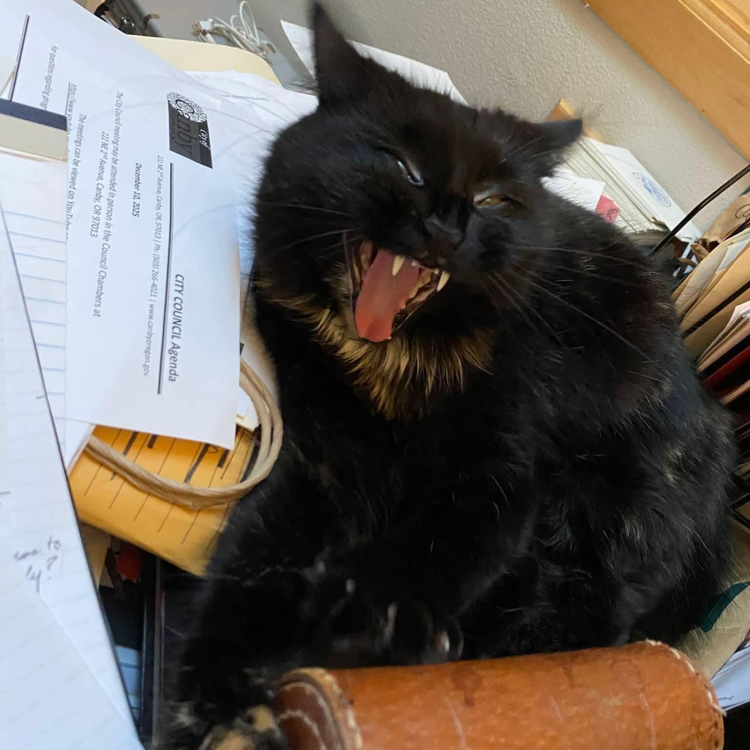 Enlarge Rosita, a Adoptable mixed breed in Gladstone, OR image 4/5