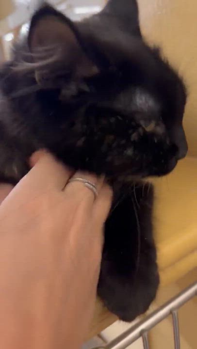 Enlarge Rosita, a Adoptable mixed breed in Gladstone, OR video 5/5