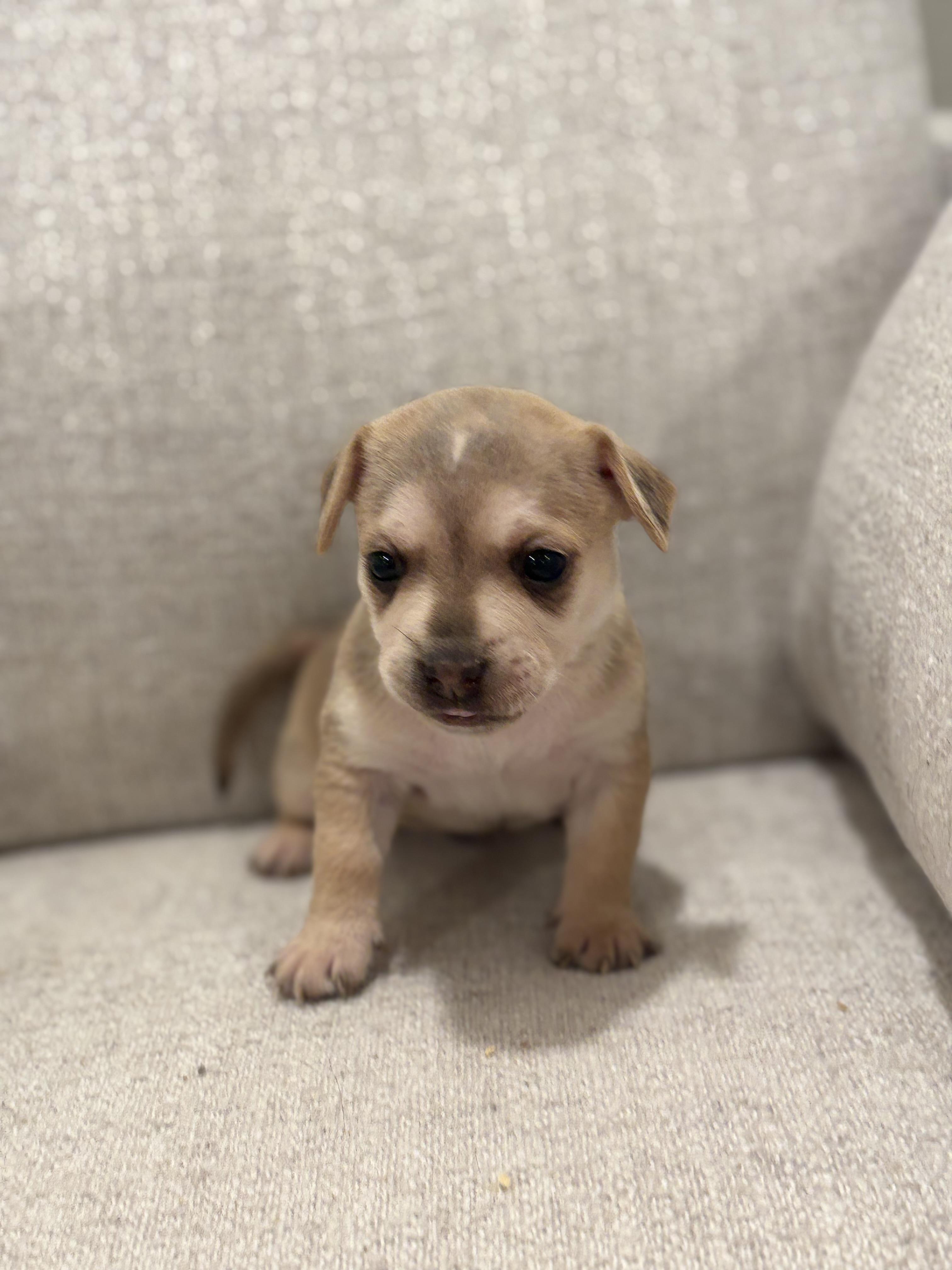 Stretch, a Adoptable mixed breed in Discovery Bay, CA image 1/4