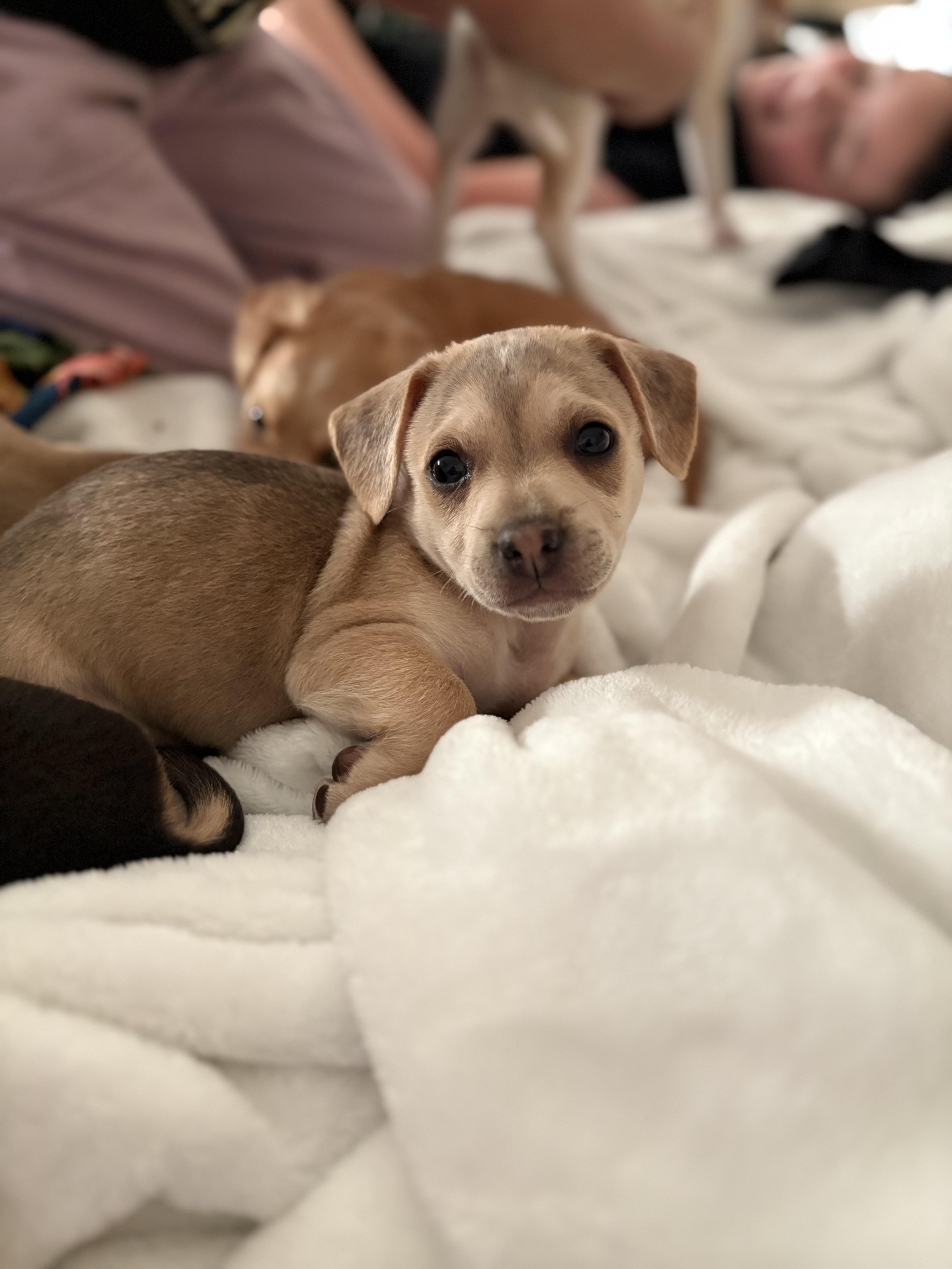 Stretch, a Adoptable mixed breed in Discovery Bay, CA image 2/4