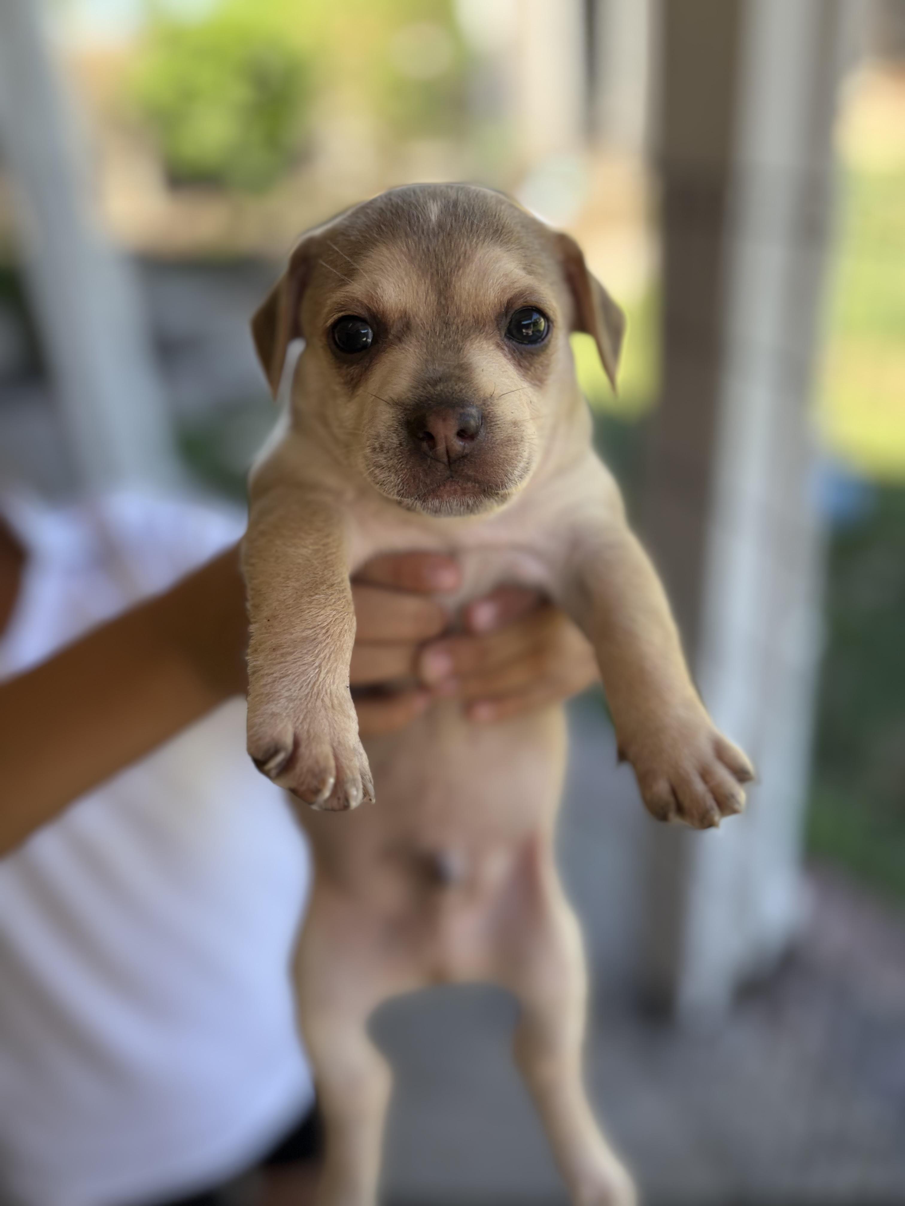 Stretch, a Adoptable mixed breed in Discovery Bay, CA image 3/4