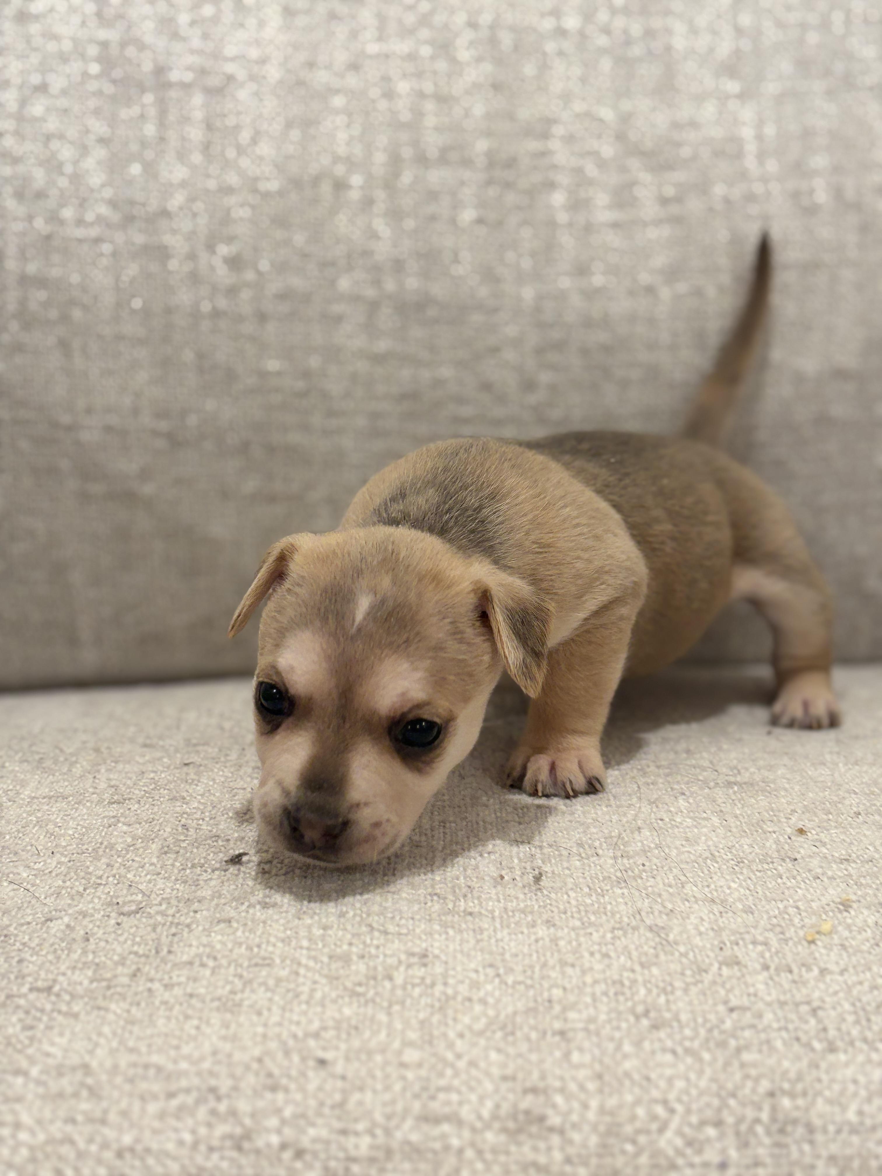 Stretch, a Adoptable mixed breed in Discovery Bay, CA image 4/4