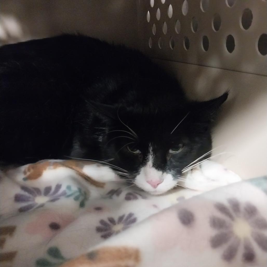 Tux (Ithaca Petsmart), a Adoptable Domestic Medium Hair in East Smithfield , PA image 1/6