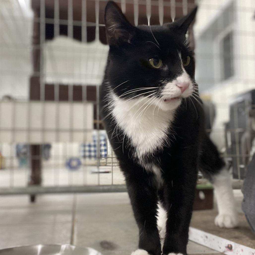 Tux (Ithaca Petsmart), a Adoptable Domestic Medium Hair in East Smithfield , PA image 2/6