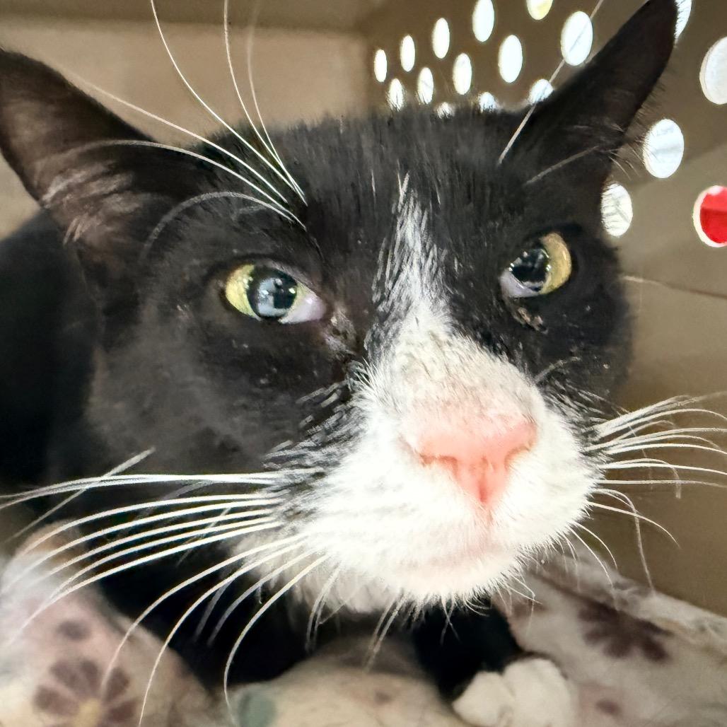 Tux (Ithaca Petsmart), a Adoptable Domestic Medium Hair in East Smithfield , PA image 3/6