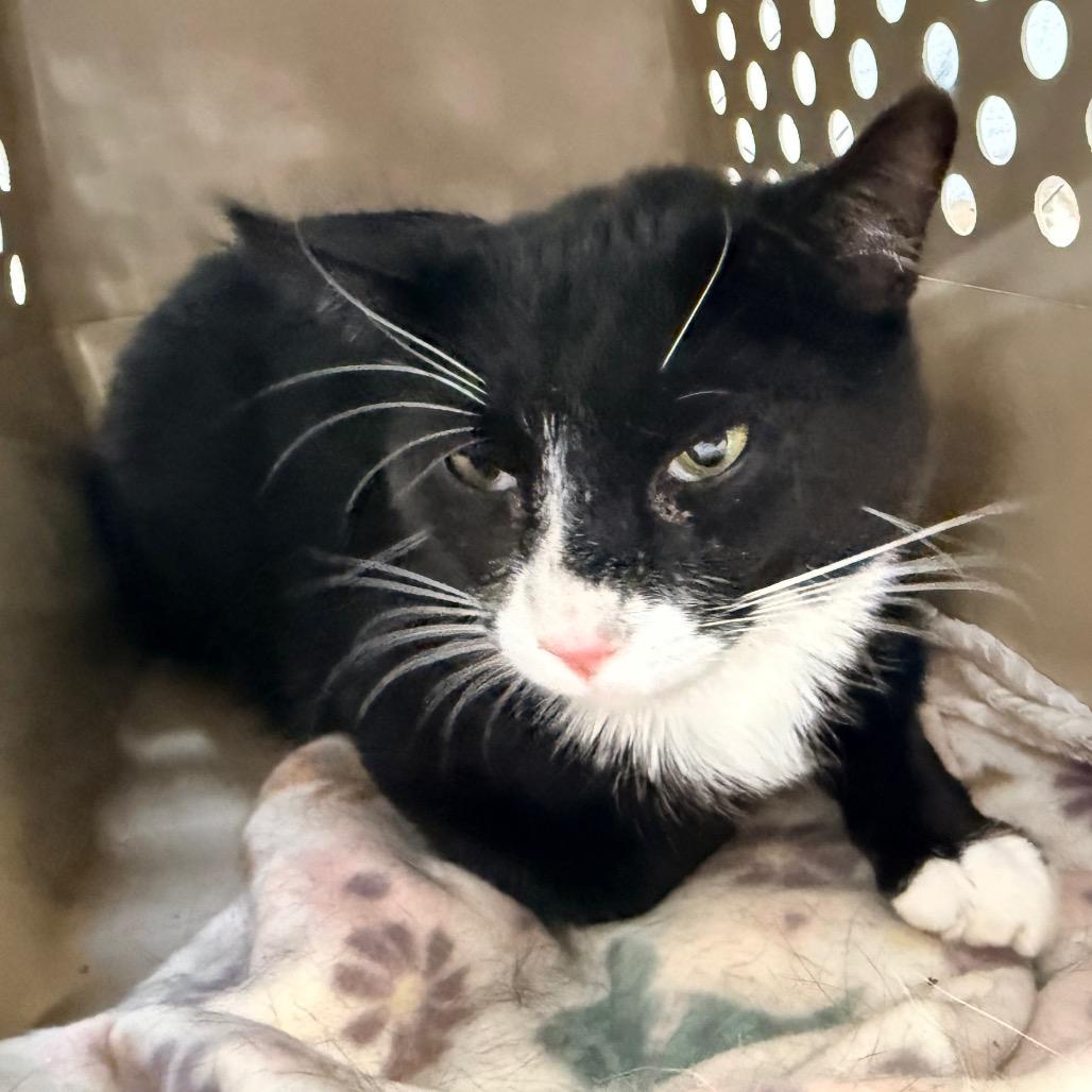 Tux (Ithaca Petsmart), a Adoptable Domestic Medium Hair in East Smithfield , PA image 4/6