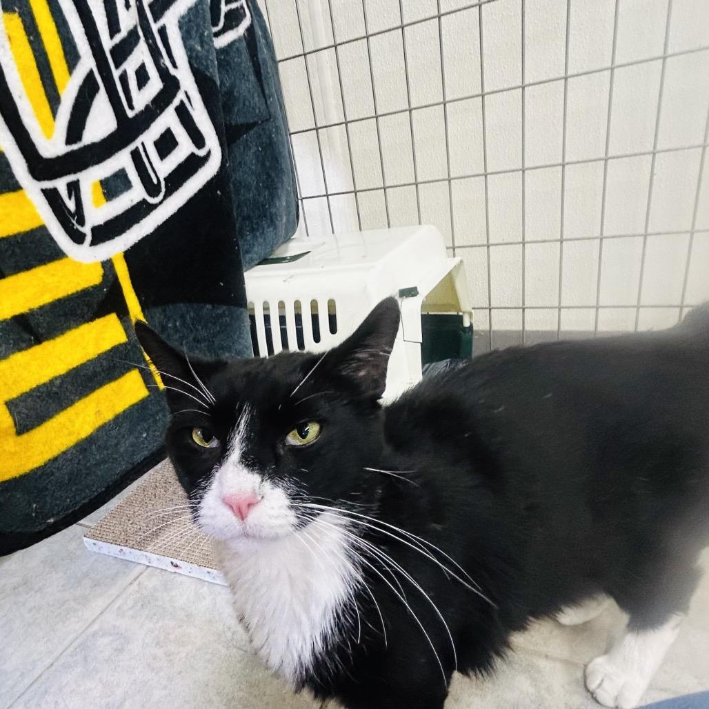 Tux (Ithaca Petsmart), a Adoptable Domestic Medium Hair in East Smithfield , PA image 5/6