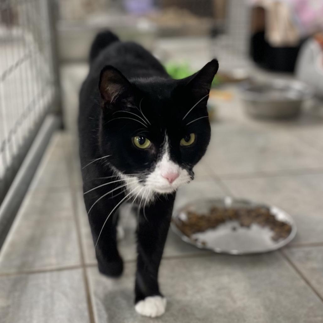 Tux (Ithaca Petsmart), a Adoptable Domestic Medium Hair in East Smithfield , PA image 6/6