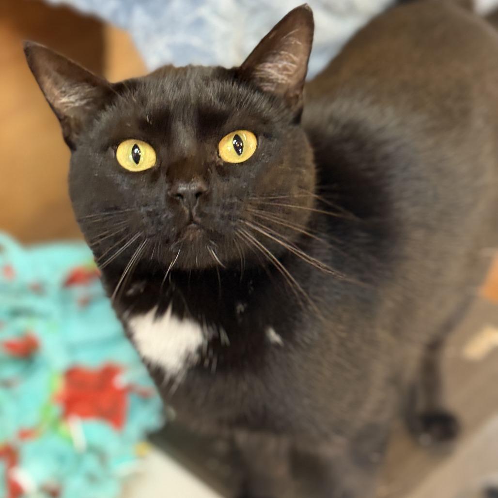 Dolly Purrton, Adoptable, Adult Female Domestic Short Hair.